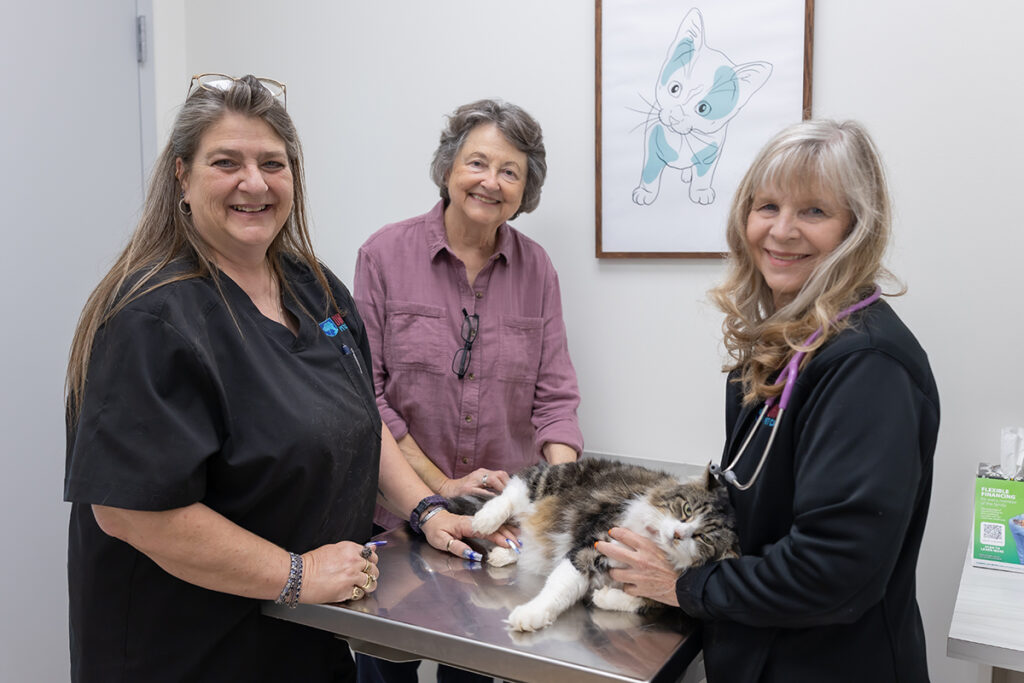 Veterinarians providing urgent pet care for a cat during exam.