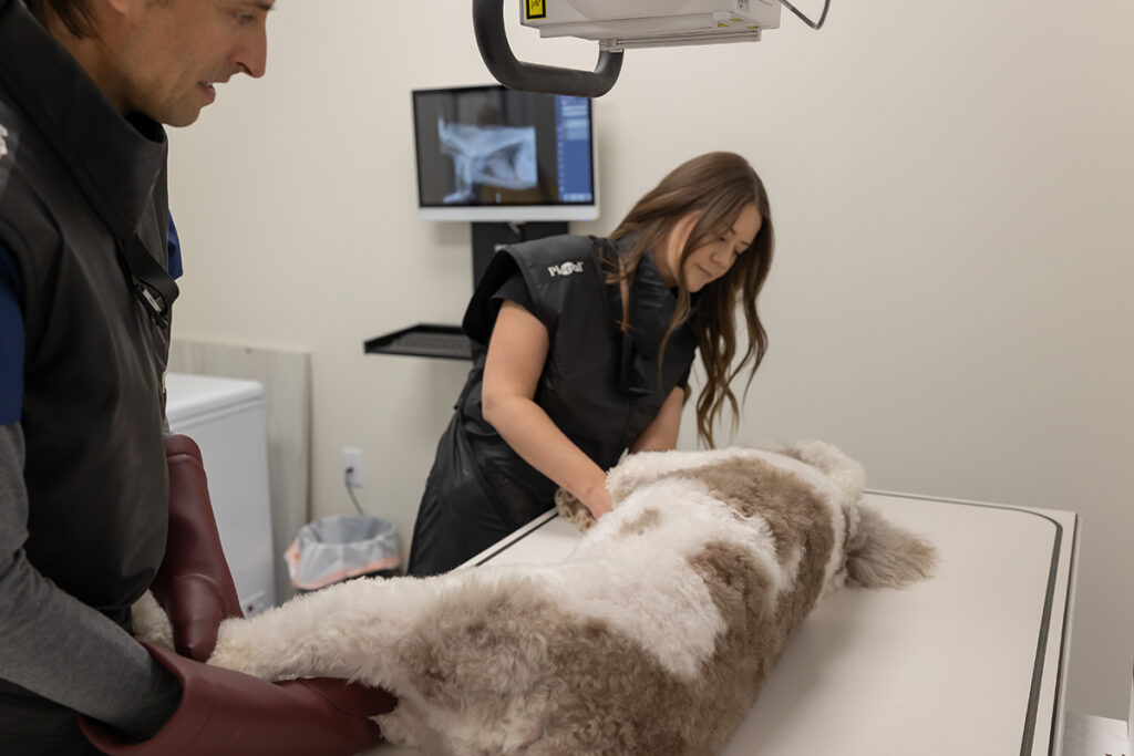 Pet diagnostics X-ray exam to support pet wellness and prescribe pet medications.