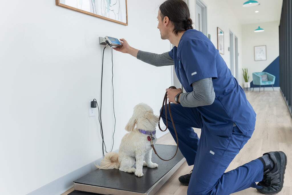 Vet in OKC performing routine exam as part of veterinarian job responsibilities.