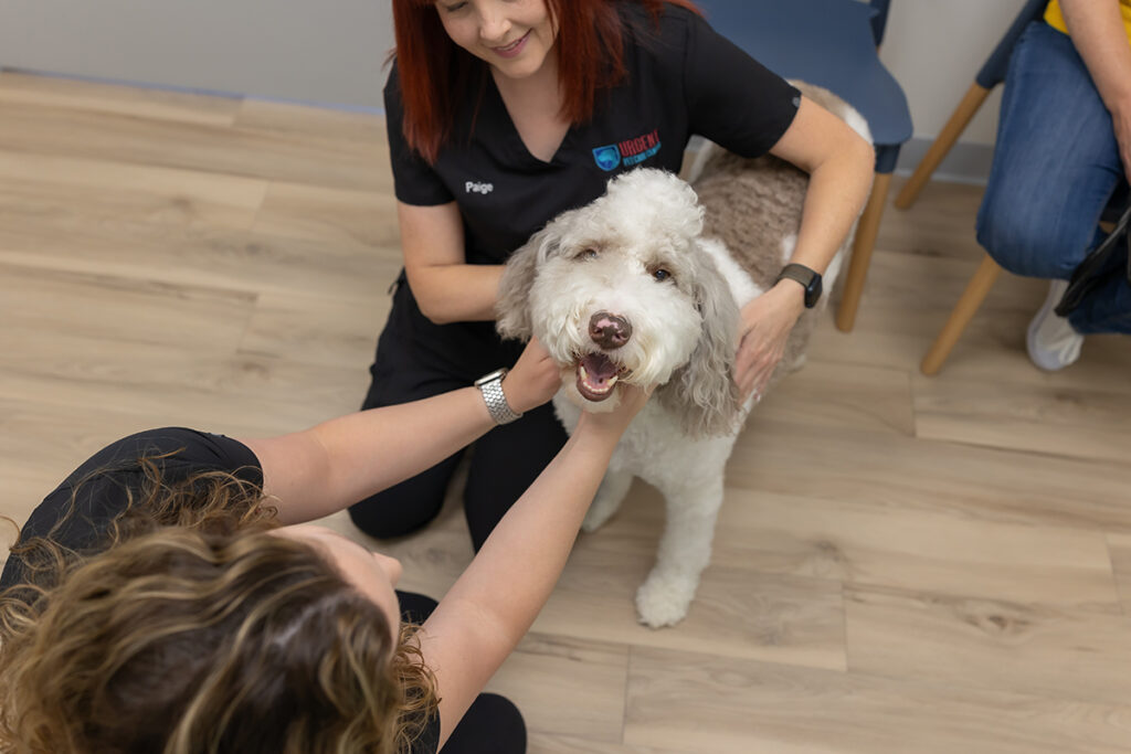 Dog receiving care from after hours vet OKC for pet emergency and pet wellness.
