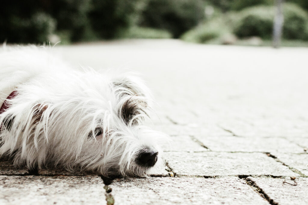 A lethargic dog resting on a cobblestone path, showing signs that may require emergency pet care.