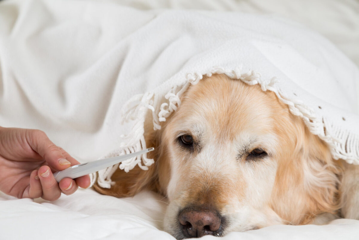 Veterinarian checking the temperature of a lethargic dog to determine if emergency pet care is needed.