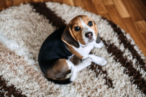 A beagle resting at home showing early signs of kennel cough and awaiting urgent care for dogs.