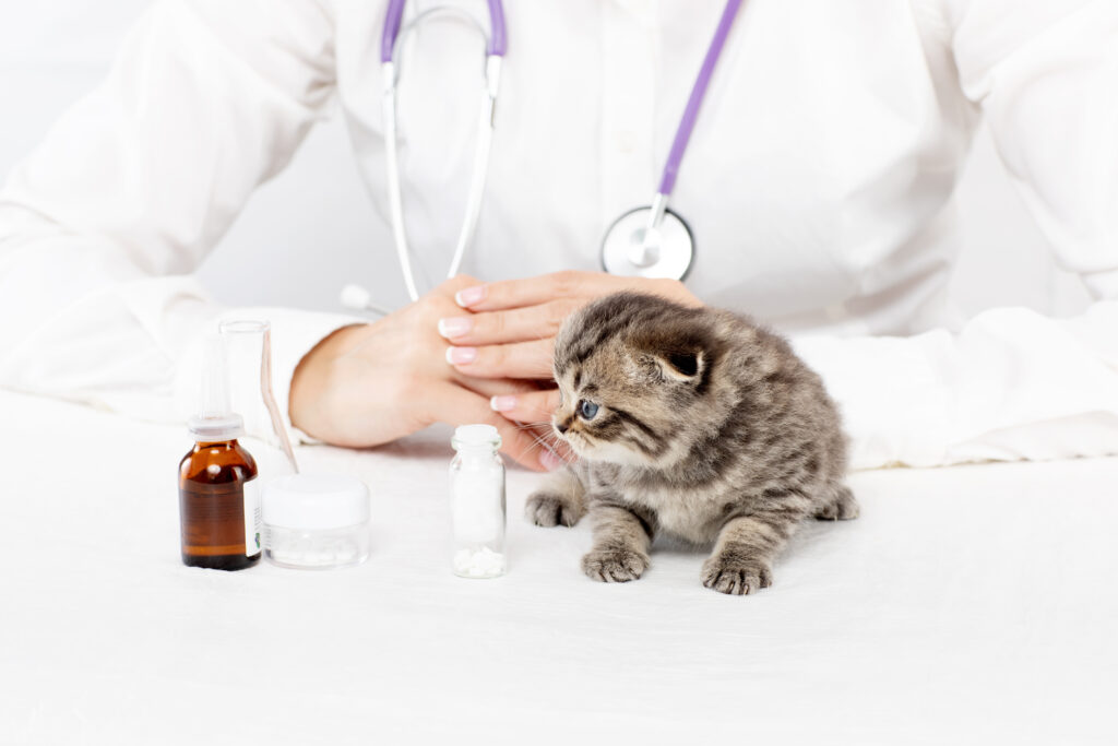 Veterinarian reviewing pet medications and pet prescriptions with a kitten during a wellness exam.