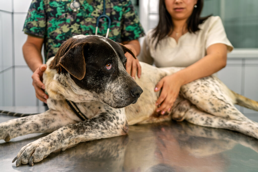 Veterinarians providing urgent care for dogs while examining a patient showing signs of kennel cough at a veterinary clinic.