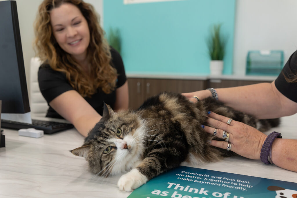 Cat receiving gentle care at Emergency Vet in Edmond