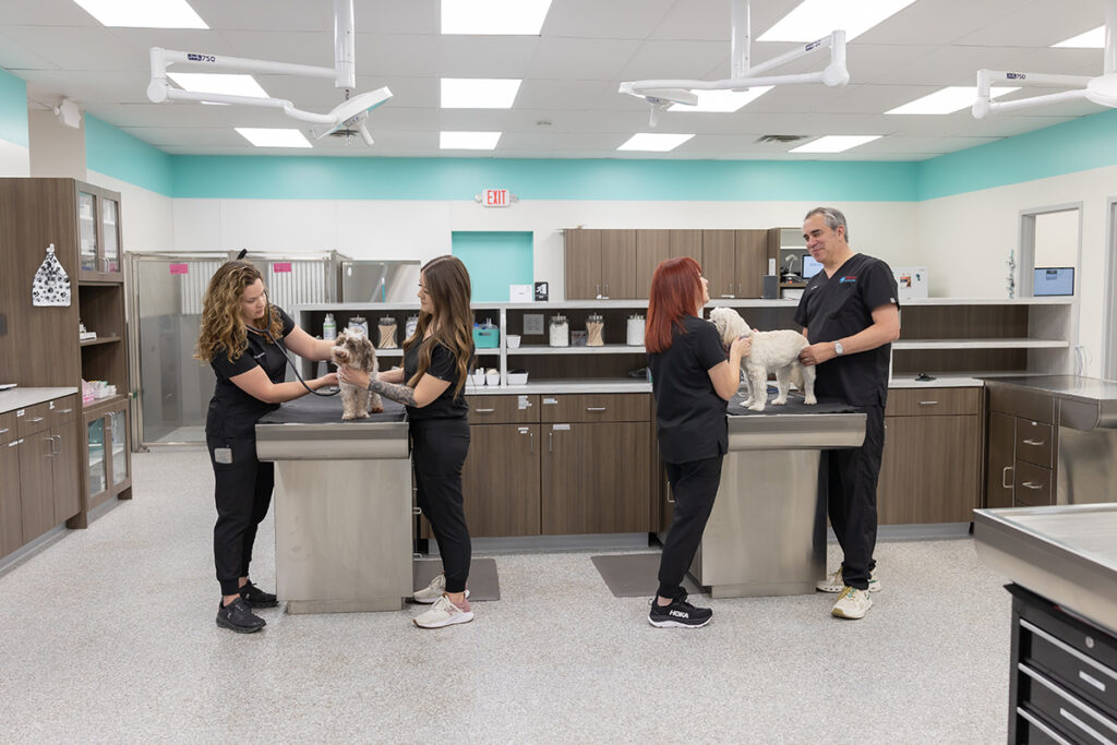 Emergency Vet in Edmond exam room with veterinary team caring for dogs at an Edmond vet clinic in Edmond.