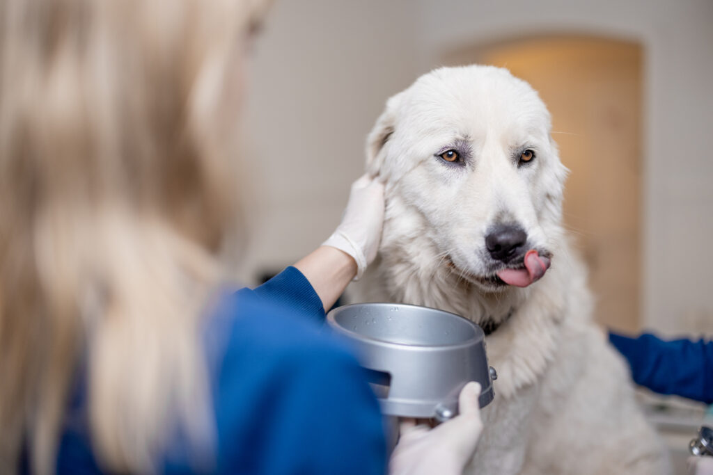 Dog is throwing up concerns evaluated by an urgent vet before recommending emergency pet hospital care.