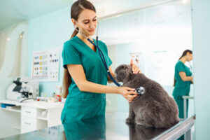 Affordable pet care exam with a vet in Edmond providing low cost vet OKC services to a cat during a routine checkup.