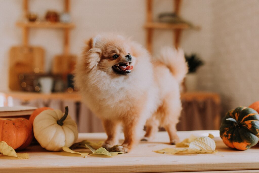 Small dog surrounded by pet-friendly holiday foods and seasonal holiday foods, promoting pet health during holiday celebrations.
