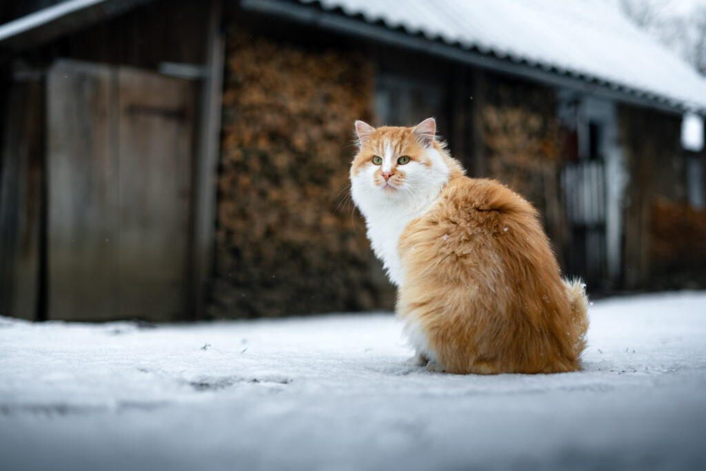 Cold weather pet care reminder showing a cat outdoors in the snow, highlighting winter pet safety tips from a local vet clinic.