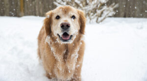 Cold weather pet care tips shown by a dog playing safely in the snow, highlighting winter pet safety tips recommended by a local vet clinic.