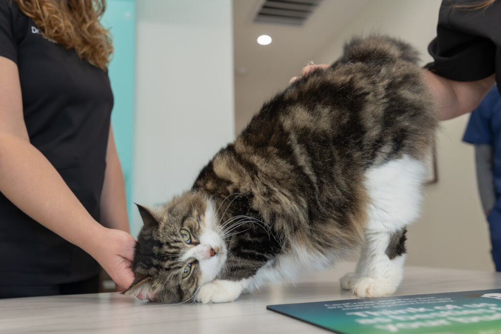 Pet diagnostics during a hands-on cat exam at an urgent care veterinary clinic
