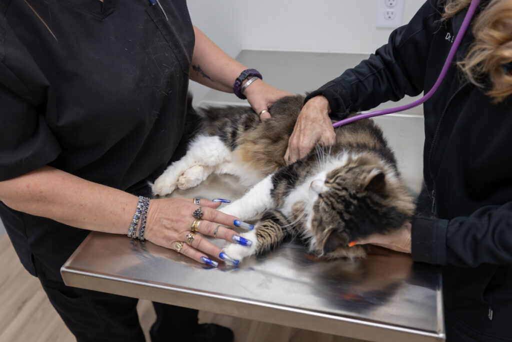 Cat won’t eat and is examined by a veterinary team during an urgent care visit
