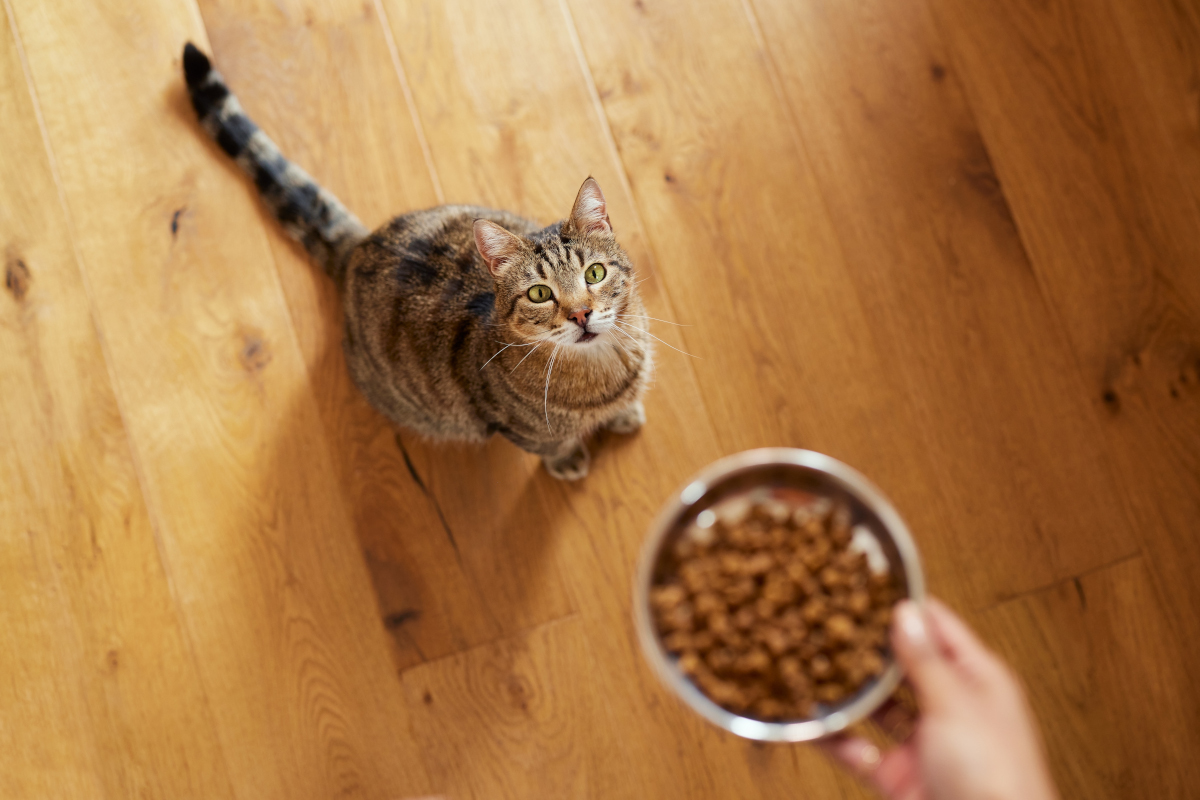 Cat won’t eat as a pet owner offers food and the cat looks up with loss of appetite