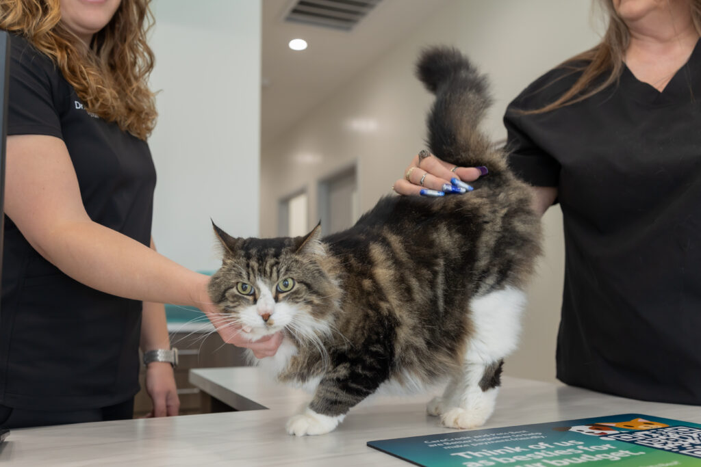 Walk-in vet clinic minutes from Nichols Hills providing emergency vet care for cats