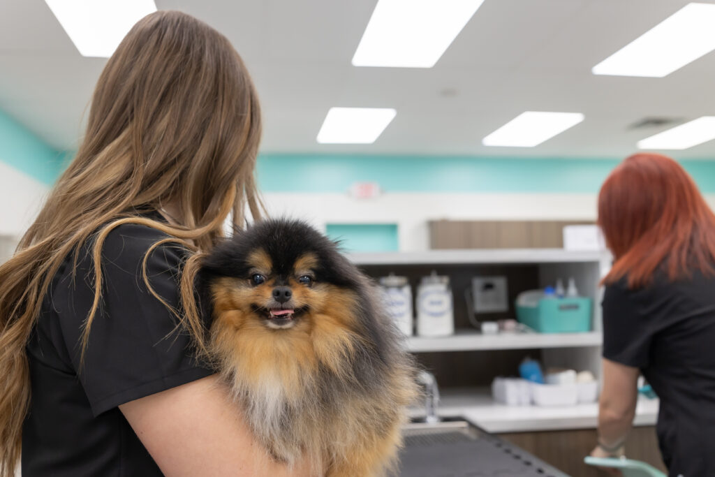 Veterinary technician holding a dog during blood testing, bloodwork, and pet diagnostics