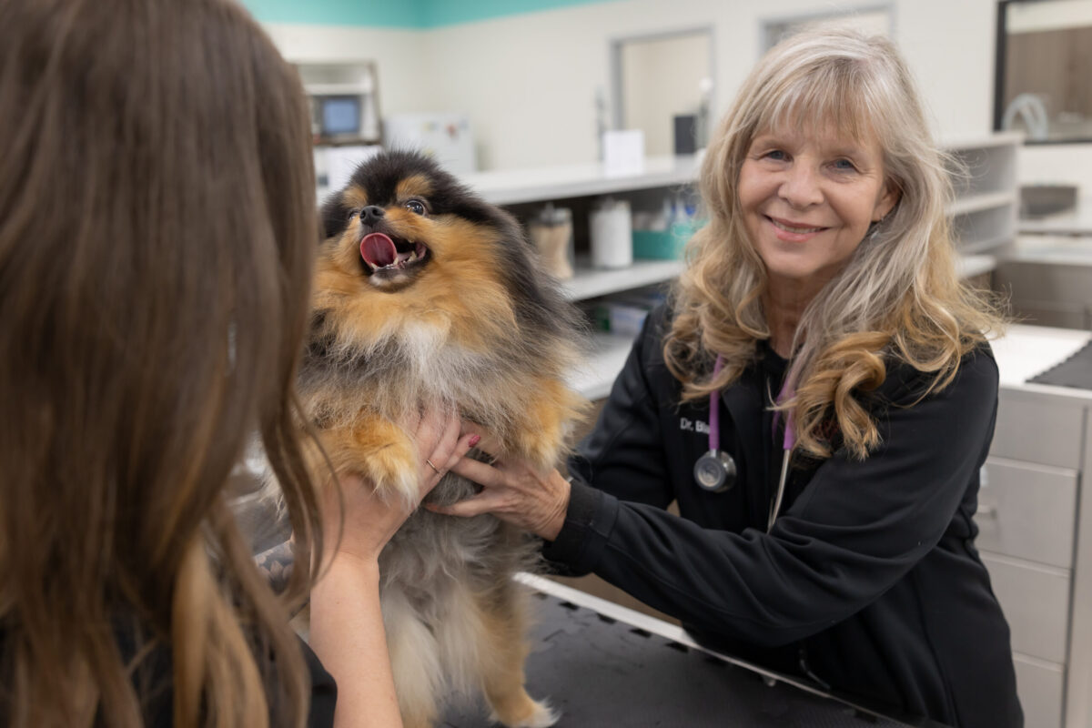 Veterinarian examining small dog at an Edmond vet clinic while pet owner visits OKC vet choosing the right vet for care
