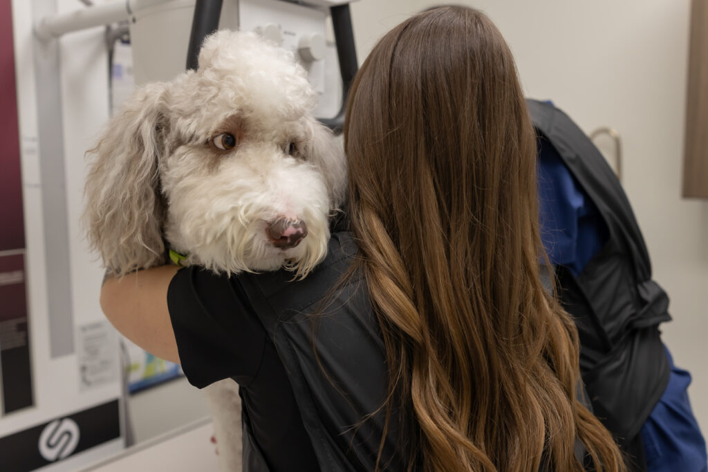 Dog being evaluated at a same day vet clinic after dog is limping and dog is in pain