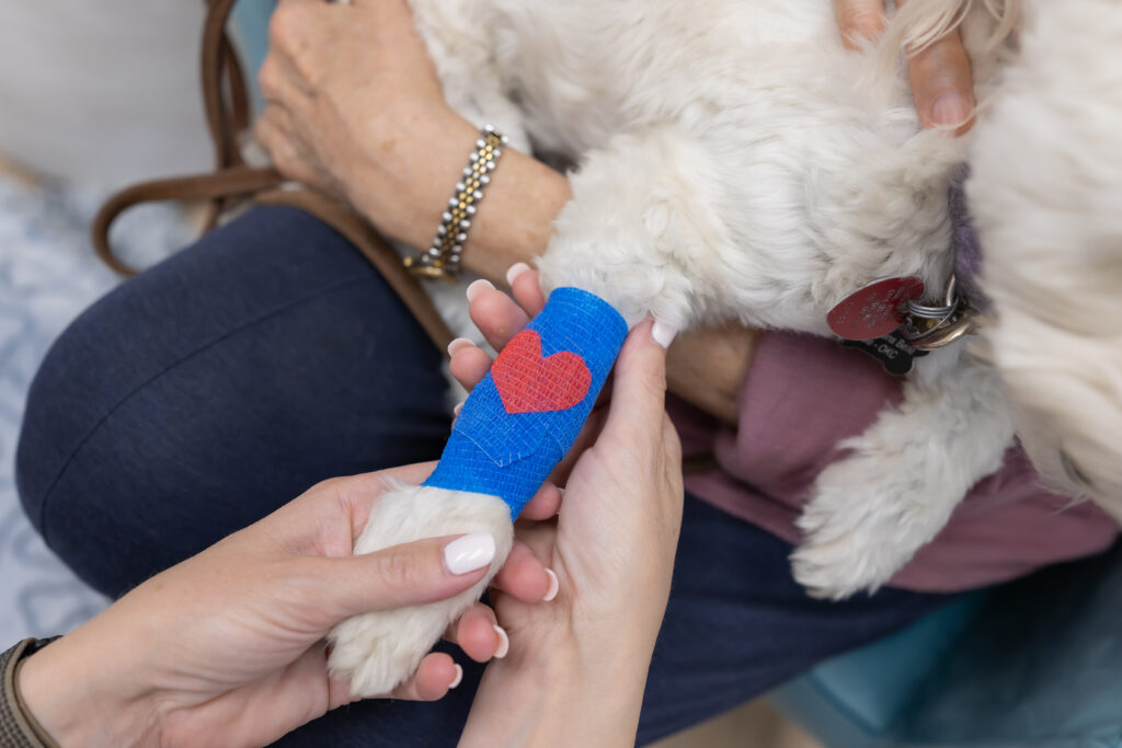 Veterinary staff caring for an injured dog’s paw at an emergency vet near Nichols Hills, offering gentle treatment at a walk-in vet clinic minutes from Nichols Hills.