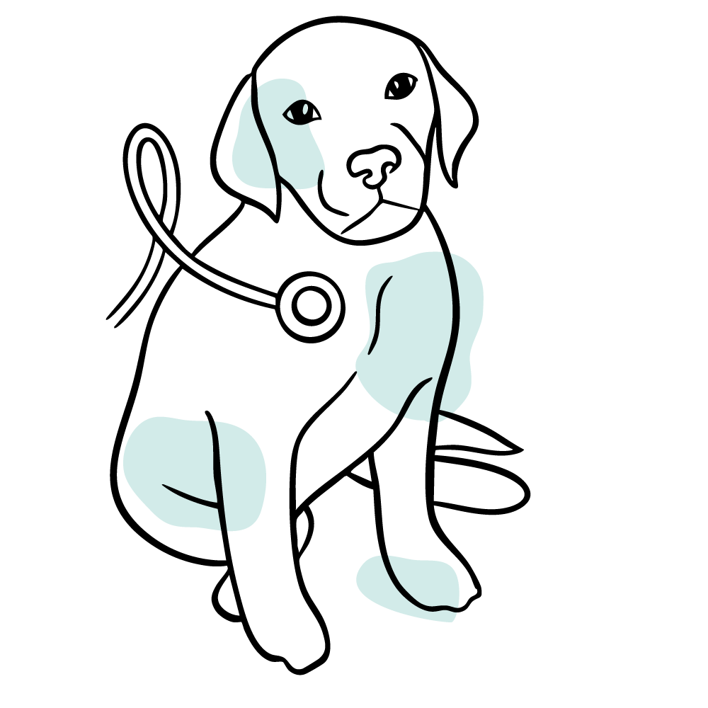 Urgent pet care services from an emergency vet near Nichols Hills walk-in vet clinic minutes from Nichols Hills