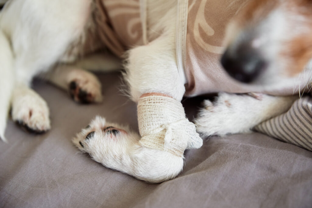Close-up of bandaged paw after dog is limping and dog is in pain treated at same day vet clinic