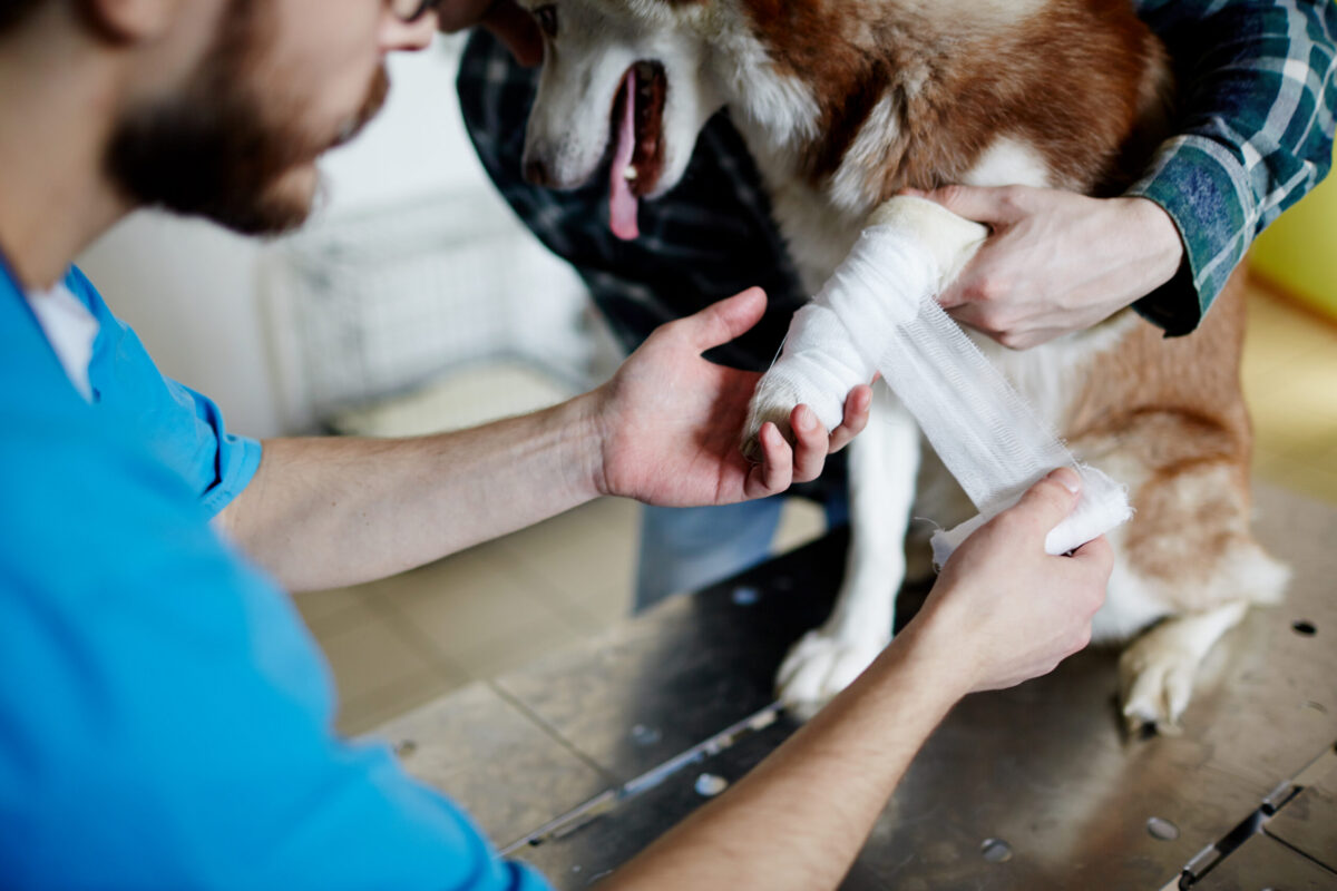 Veterinarian bandaging leg while dog is limping and dog is in pain at a same day vet clinic