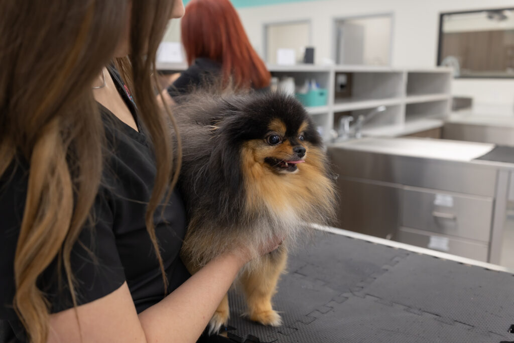 Small dog being held at emergency vet near Bethany inside a vet clinic minutes from Bethany serving pets in Bethany