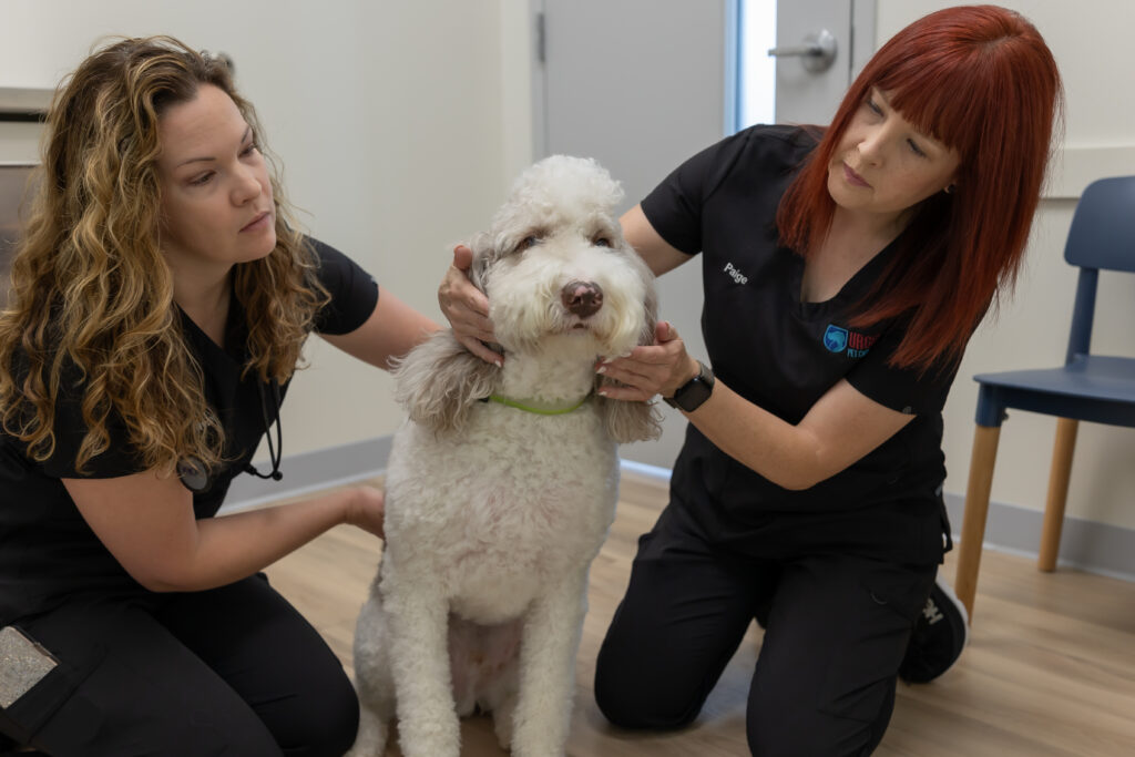 Veterinary team examining dog at an emergency vet near Bethany and vet clinic minutes from Bethany providing care in Bethany