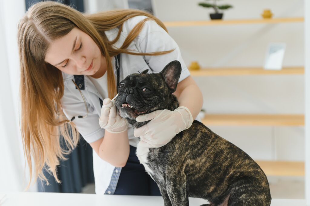 Veterinarian examining dog during appointment at an Edmond vet clinic highlighting the importance of choosing the right vet and trusted OKC vet care