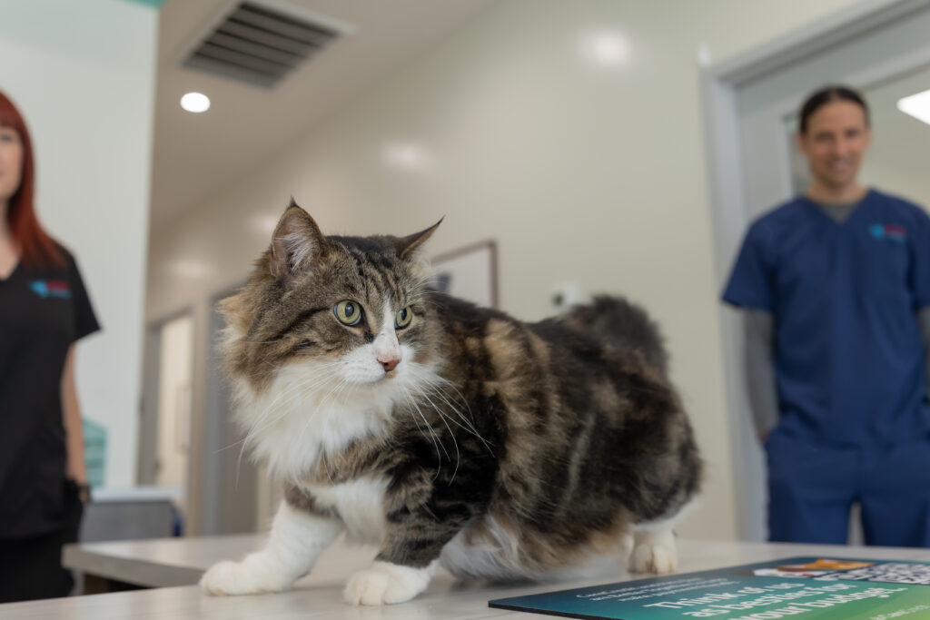 Cat exam at an emergency vet near Guthrie inside a vet clinic close to Guthrie providing care for pets in Guthrie