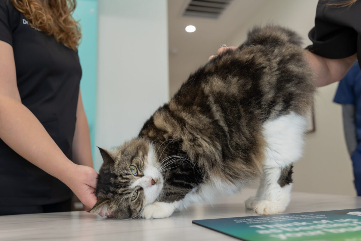 Veterinarian performing a pet wellness exam on a cat that won’t eat to assess the cat’s health and investigate possible medical concerns.