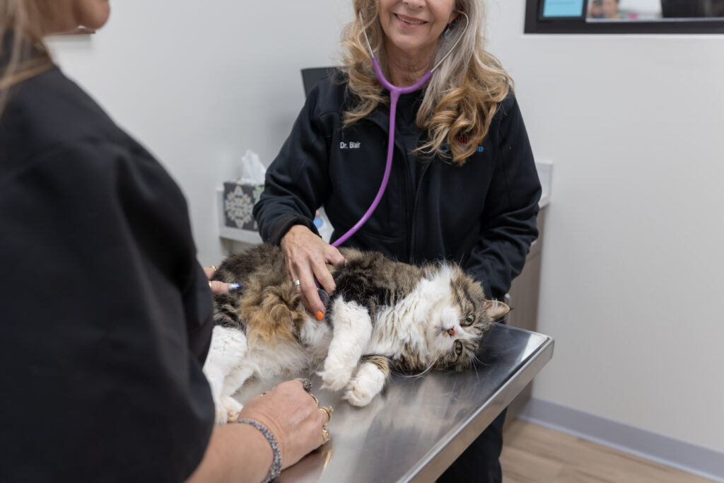 Veterinary team examining a cat that won’t eat during a pet wellness visit to evaluate the cat’s health and identify causes of appetite loss.