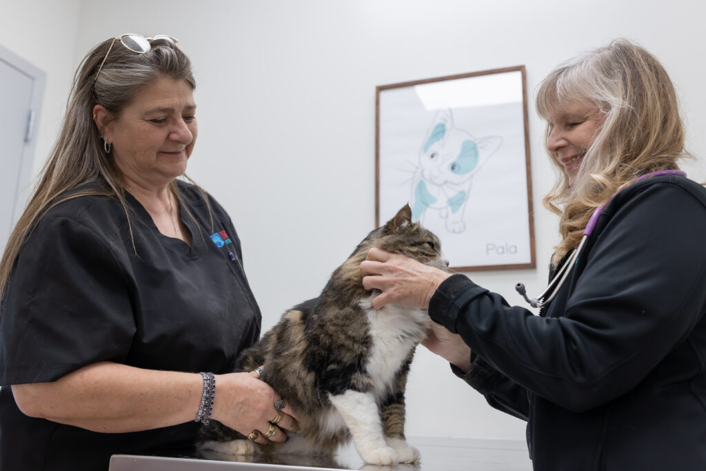 Veterinary professionals performing pet diagnostics on a cat during an exam, using bloodwork and diagnostic evaluation to assess the pet’s health.
