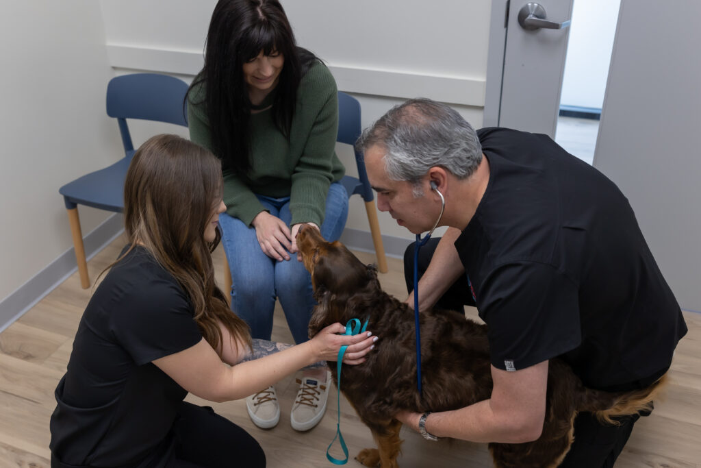 Veterinarian and veterinary technician examining a dog with its owner during a pet emergency consultation at an emergency pet hospital.