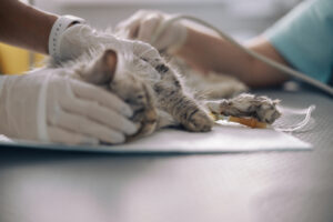 Cat receiving urgent care for cats with IV treatment and compassionate cat pain management to address serious pet symptoms and protect pet health.