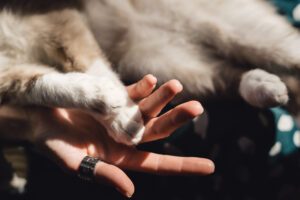 Person gently holding a cat's paw during pet end-of-life care while discussing euthanasia and pet pain management to support the cat's comfort.