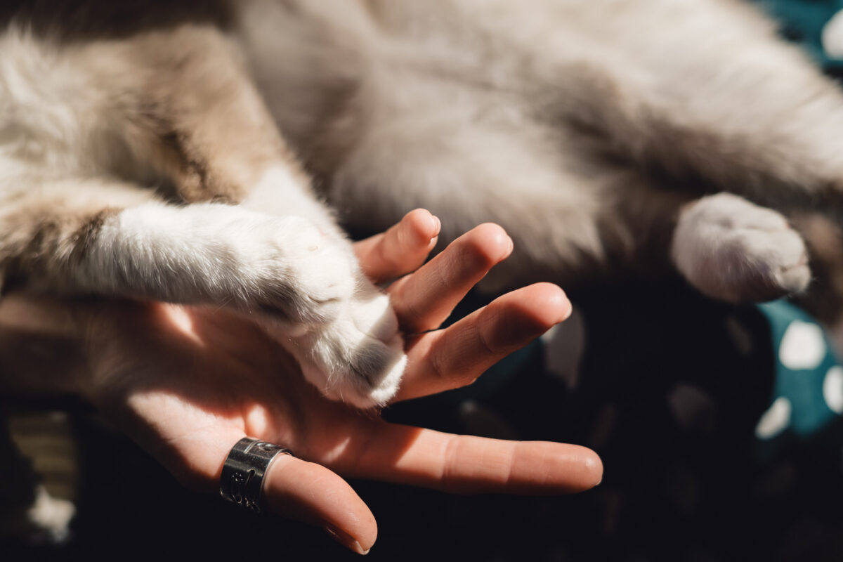Person gently holding a cat's paw during pet end-of-life care while discussing euthanasia and pet pain management to support the cat's comfort.