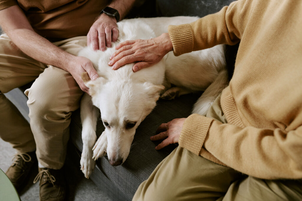 Family comforting their senior dog while discussing euthanasia, dog pain management, pet pain management, and compassionate pet end-of-life care.