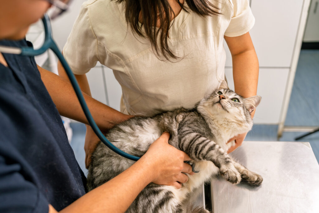 Veterinarian performing an examination during urgent care for cats while evaluating pet symptoms, providing cat pain management, and supporting pet health.
