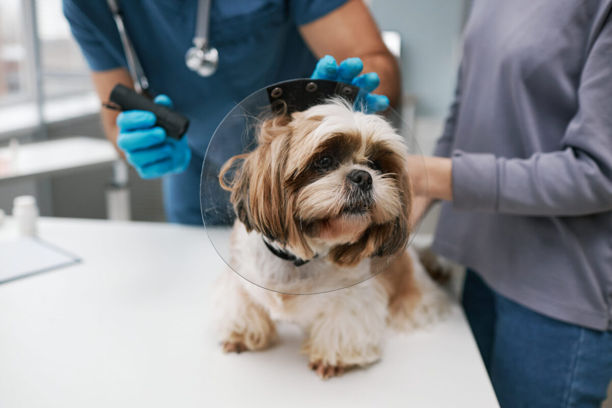 Dog wearing a protective cone during an urgent vet visit, showing how pet insurance can help families access affordable pet care.