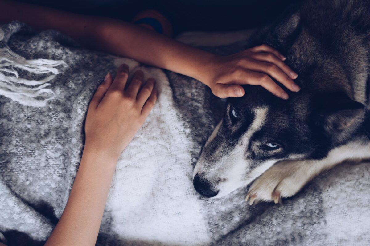 Dog resting peacefully with its owner during end of life pet care while considering compassionate pet euthanasia and quality-of-life needs.