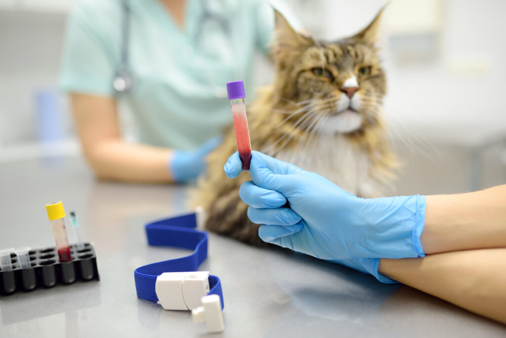Cat receiving bloodwork as part of blood testing used to evaluate pet health and guide veterinary care.