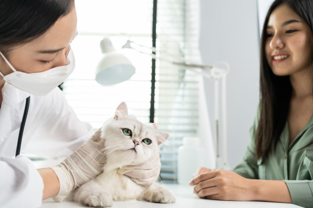 Cat examined by an urgent vet while its owner looks on, highlighting pet insurance as a resource for affordable pet care.