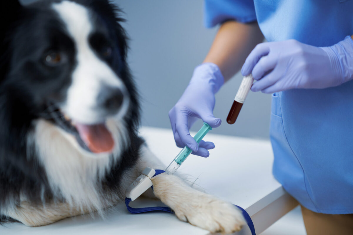 Dog being comforted during veterinary care as bloodwork and blood testing help veterinarians evaluate pet health.